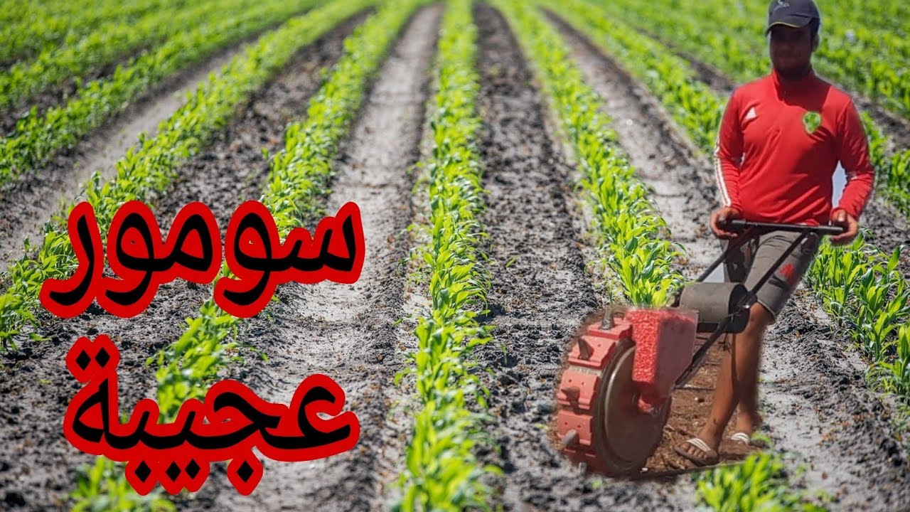 أجي تشوفو كفاش زراعنا ذرة 🌽 داويناها وحرثناه من البداية - الجزءالأول