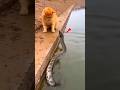 The cat caught a snake while fishing.😱