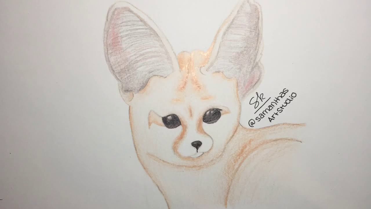 Fennec Fox | Speed Drawing | Traditional | Timelapse - YouTube