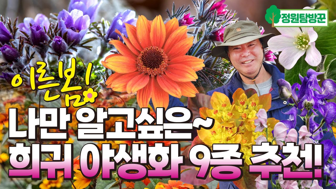 이른 봄 프리미엄 희귀 야생화 9종 추천! 놓치면 후회합니다.