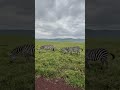 Zebras In The Ngorongoro Crater Zebras In The Ngorongoro Crater