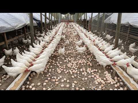 Hundreds of Eggs in One Day! Inside Our High Production Chicken Farm 🥚🐔