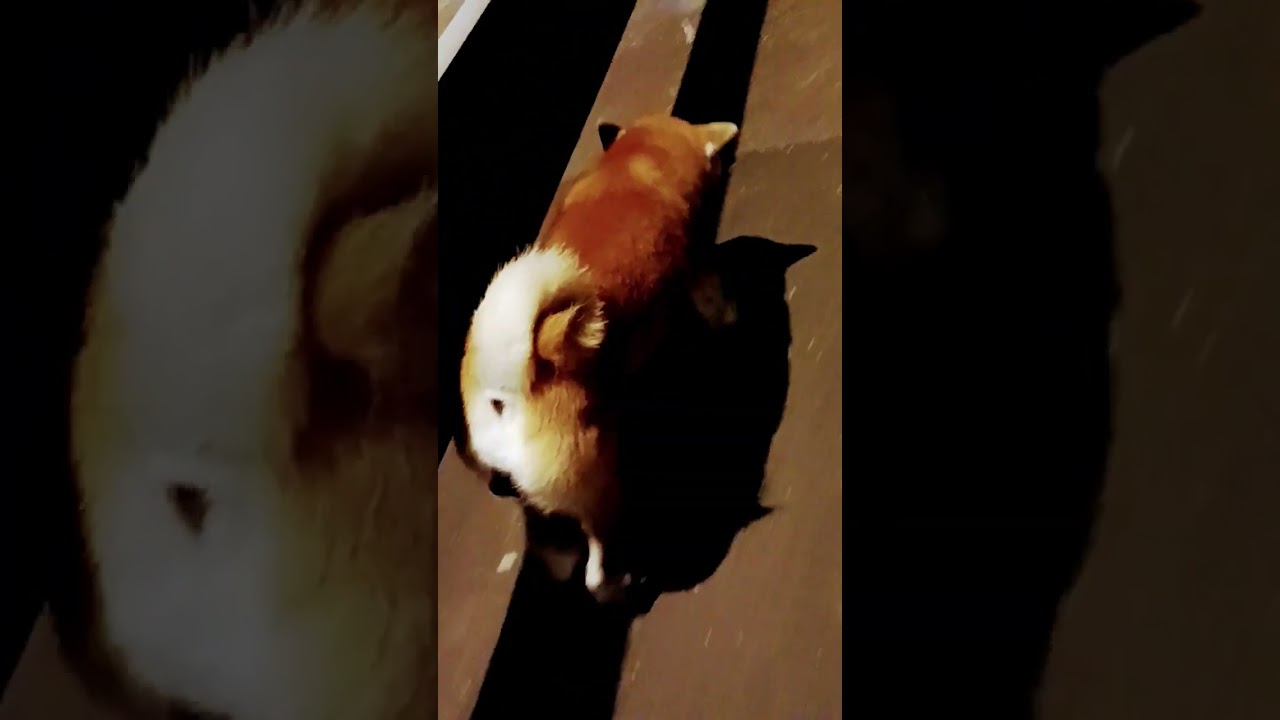 Shiba Dog walking At night Time