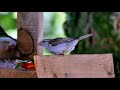 Lesyklos Svečiai 4K #4k #naturevideo #nature #gamta #housesparrow