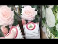 Магазин Леруа Мерлен. Розы, гортензии и другие цветы в конце февраля 2022