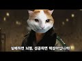 치피치피 차파차파 모음집 