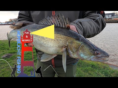 Zanderjagd in Holland