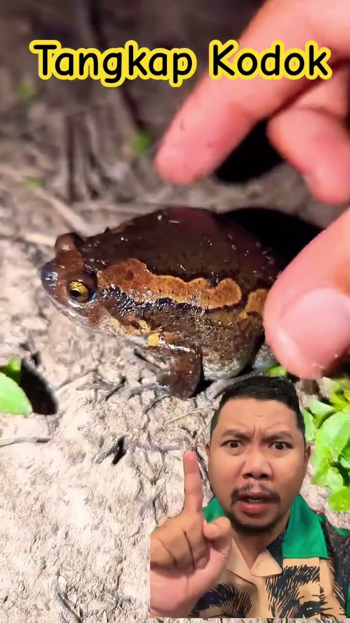 KODOKNYA LUCU BANGET SIH!!!?? #frogling #animals #frogging #nature #jumpingfrog
