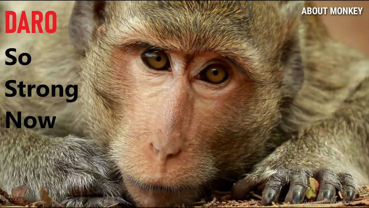 Обезьяна Даро Теперь он так силен после того, как упал с высокого дерева Прошло несколько недель