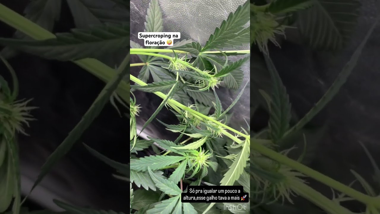 Supercroping na floração”automáticas” 