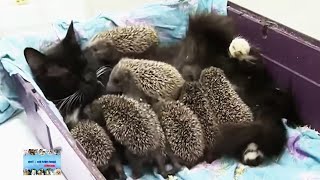 Cat Nursing Eight Prickly Hedgehogs Meet  Musya