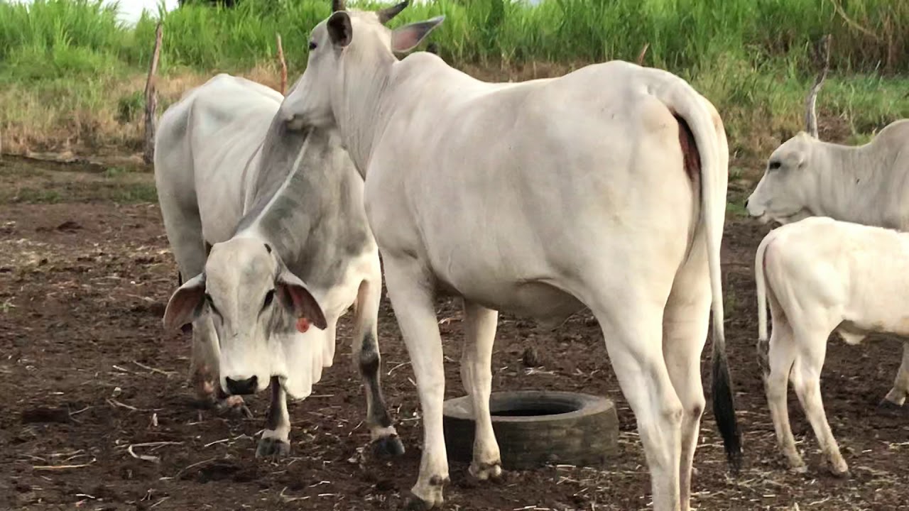 20 Novilhas Nelore de Reprodução no Sertão Sergipano! YouTube 20 Novilhas Nelore de Reprodução no Sertão Sergipano! YouTube