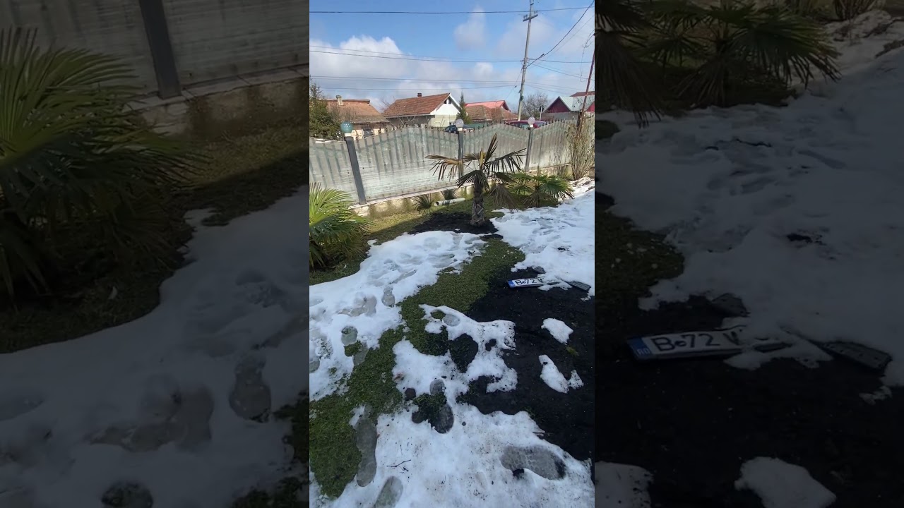 Trachycarpus Fortunei  (3’ / 9’C)