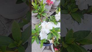 BLOSSOM EXPLOSION! 🌸🤯 Your Daily Dose of Outdoor Flower Magic! #Shorts #Nature #Flowers