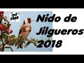 Jilguero Nido 2018 en plena naturaleza
