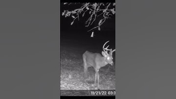 Big 8 point cruisin past Black Widow Deer Lure mock scrape #blackwidowdeerlures #mockscrape #scrape