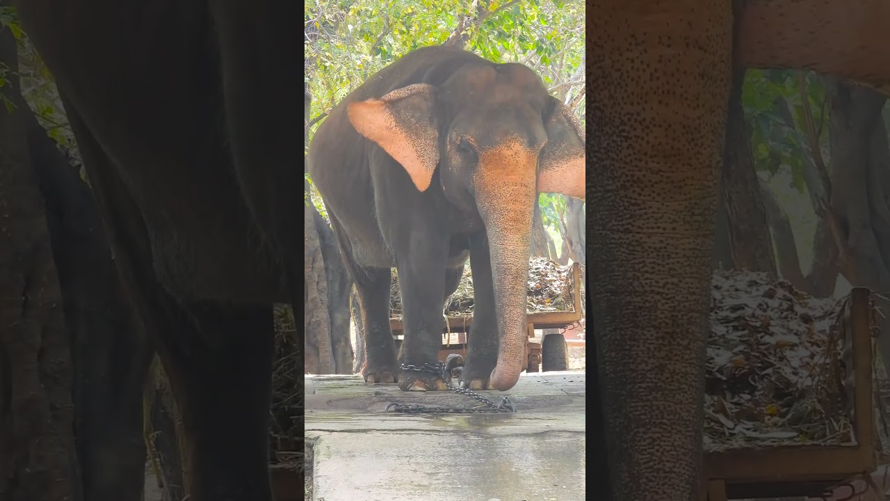 The Endangered Elephant: Threats and Challenges to Survival