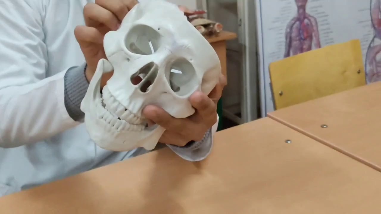 Butun kalla. Kalla chuqurchalari. Koʻz kosasi. Бутун калла. Калла чукурчалари. Куз косаси.