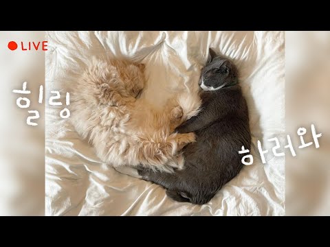 먼봉휴요와 자기 전 힐링🌛 고양이 잠자는 방송 Cats Sleeping Live