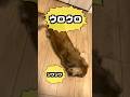 犬にこれされたらすぐ逃げろ! #shorts