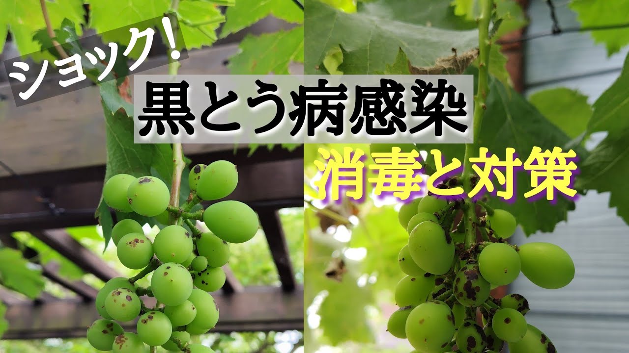ウッドデッキパーゴラの下でぶどう栽培／黒とう病感染!対策!