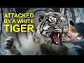 I got attacked by a white tiger  animation
