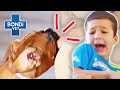 Biting Boxer Puppy Terrifying Kids may need New Home 🥊 😱 | Bondi Vet Clips | Bondi Vet