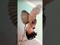 ПТАХИ @Pavlo