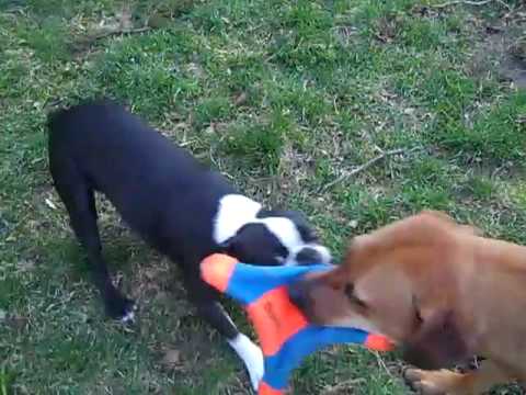 american pitbull terrier rhodesian ridgeback mix rhodesian ridgeback beagle mix and boston terrier vs the american pitbull terrier rhodesian ridgeback mix rhodesian ridgeback beagle mix and boston terrier vs the