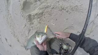 Crazy Surf Fishing, Topwater Stripers/Blues, All Day Blitz