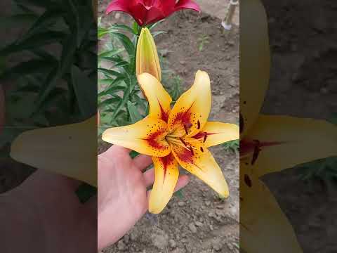 Лилия Отель Калифорния, ОА гибрид,цветение первогодок