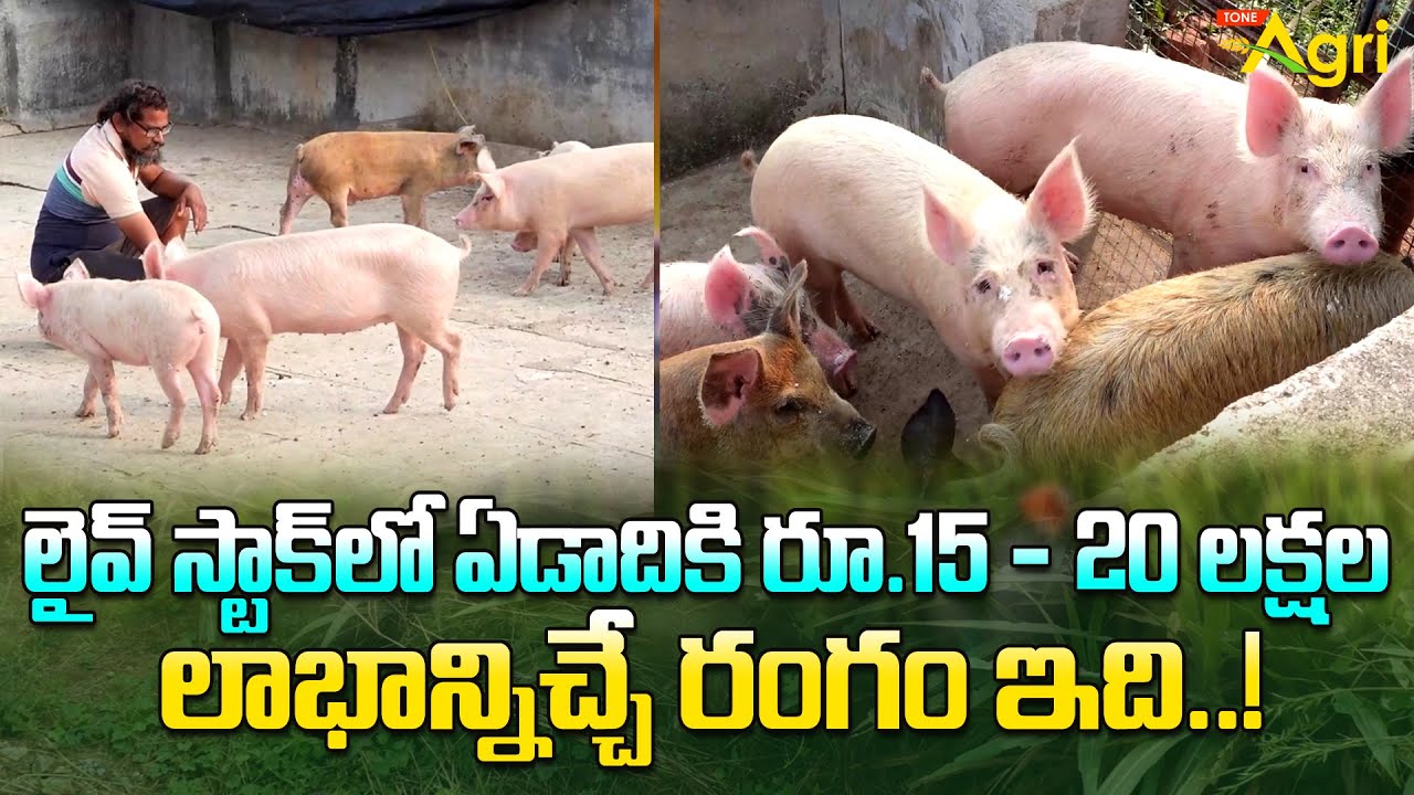 Yorkshire Pigs Farming | Seema Pandula Pempakam | ఏడాదికి రూ.15 - 20 లక్షల లాభాన్నిచ్చే.. Tone Agri