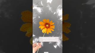 Gerbera Jamesonii crochet pattern #crochet #handmade