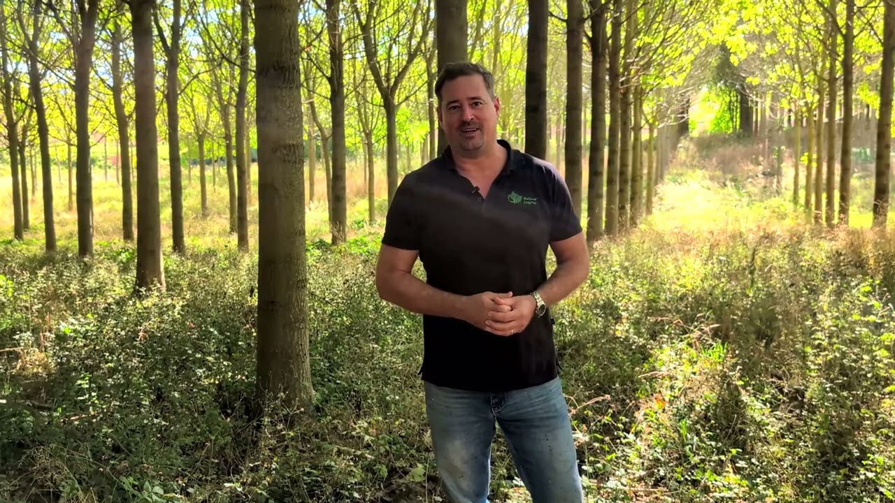 Paulownia: Ökologische Vorteile, Nicht-Invasivität, Kiri-Baum, Kiribaum