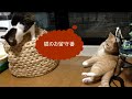 猫sを3泊４日留守番させたら・・・；猫おもしろ動画