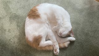たまに猫が落ちています。