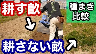 耕す畝・耕さない畝それぞれの種蒔きのやり方、春の踏みつけ種蒔きについて【比較実験】2020年3月25日