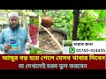আঙ্গুর বড় হয়ে গেলে কী কী খাবার দিবেন জানতে হলে ভিডিও টি দেখুন  #natural #agriculture
