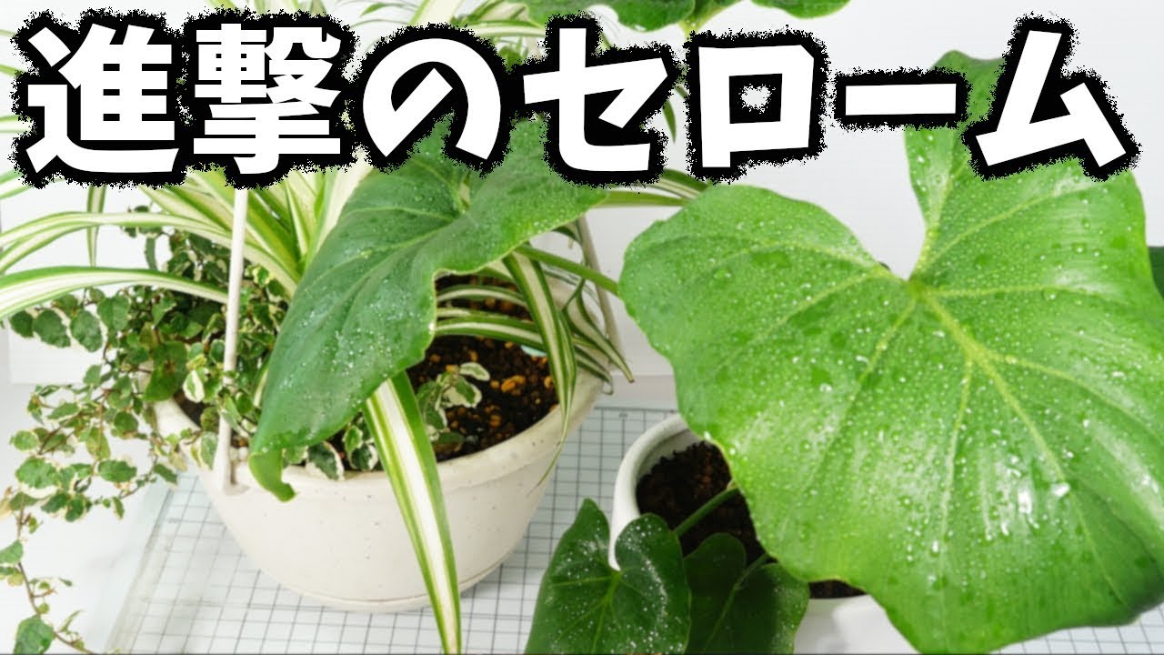 園芸 巨大化が止まらない進撃のセローム 寄せ植え替え 観葉植物 Youtube