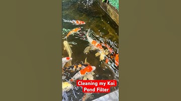 #koi #fishpond Water change and bog filter cleaning