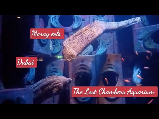 Moray eels of The Lost Chambers - Dubai Atlantis
