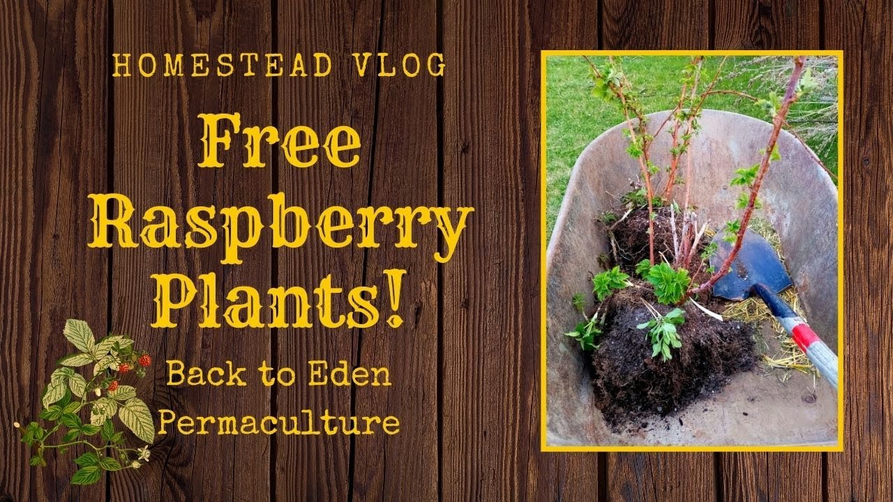 #350 FREE Raspberry Plants! Back to Eden Permaculture Gardening! - YouTube