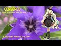 【Mayu】『ジャングル大帝』ending 1997;Kimba the White Lion (Wind Song)【Vocaloid 5】マユ
