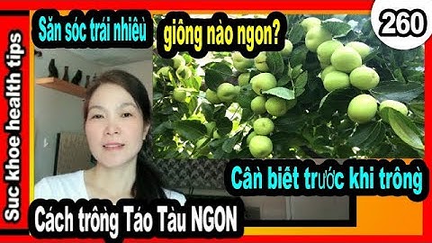 Cách trồng táo tàu chi tiết, CHỌN GIỐNG NGON, #260 grow care organic jujube plants, SKHT