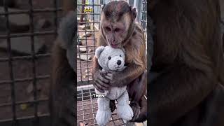 The little monkey stopped eating after losing his favorite toy. #monkey #animals #pets