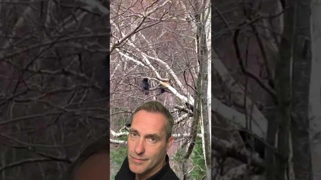 Unbelievable Crow Funerals: Nature's Most Mysterious Rituals Caught on Camera! 