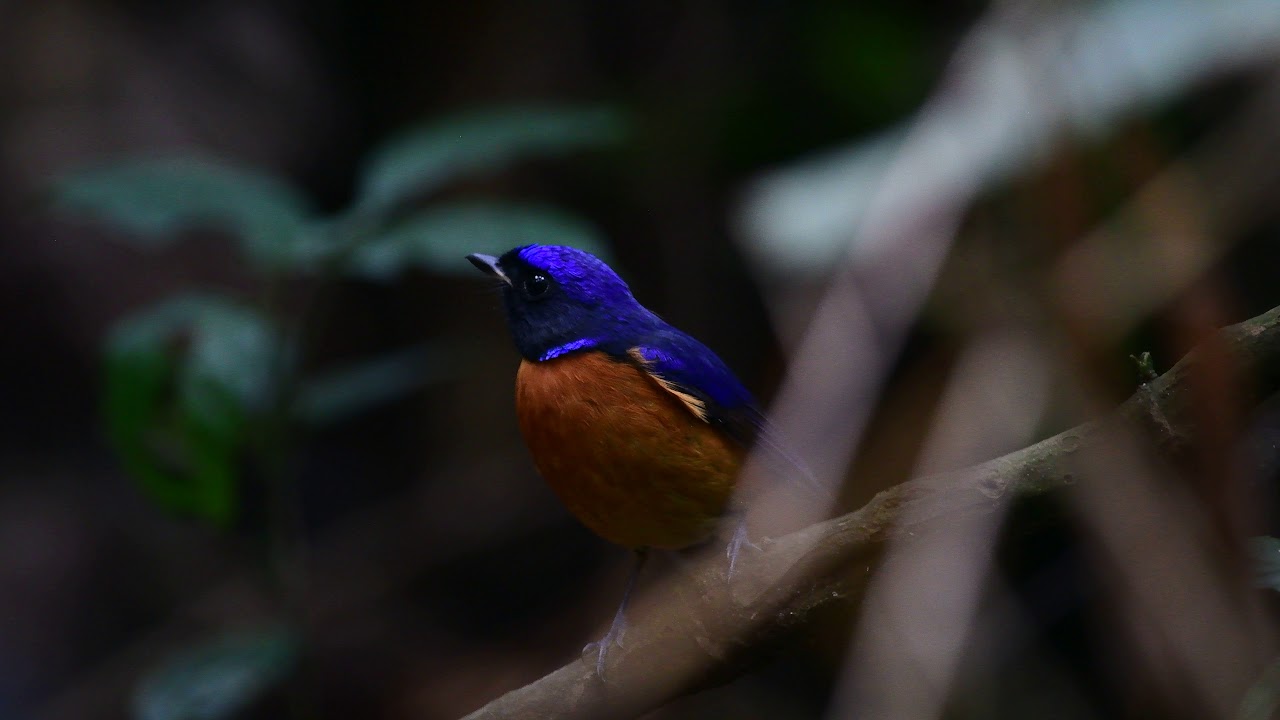 Bui Duc Tien - BDT 5745