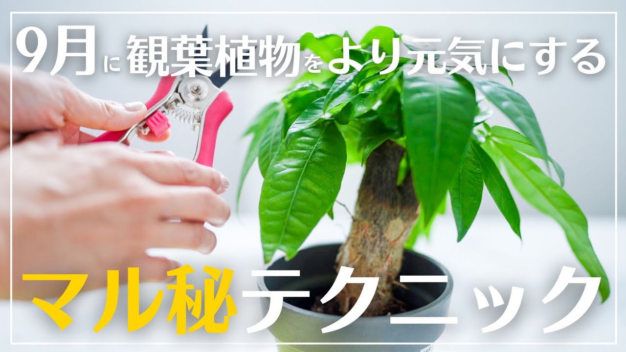 Pruning houseplants in autumn] Trimming shaggy Pachira plants