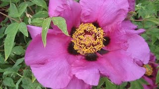 Футаж цветок и пчелы