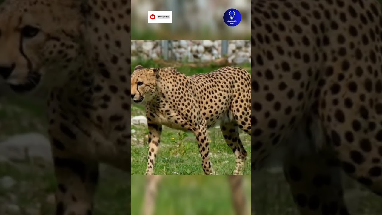 The fastest animal in the world | Interesting info bytes 